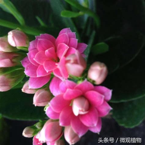 長壽花種植|春節花卉栽培術：長壽之花－長壽花